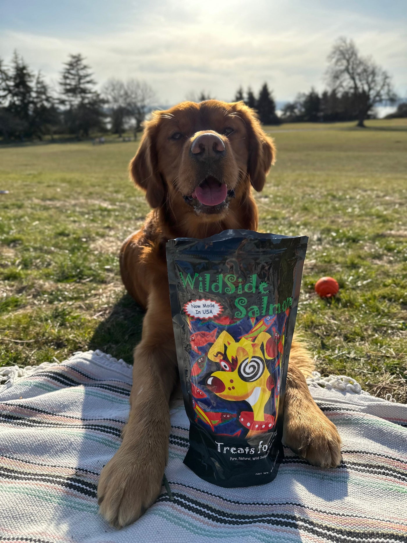 Golden Retriever at a picnic with his salmon treats