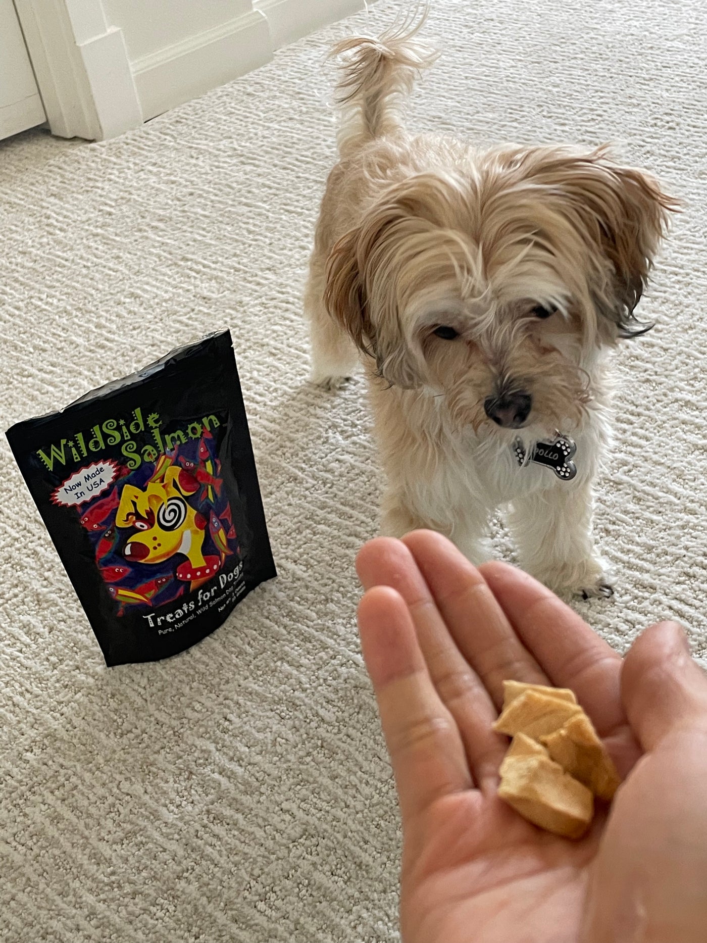 small pooch eyeing freeze dried salmon curiously 