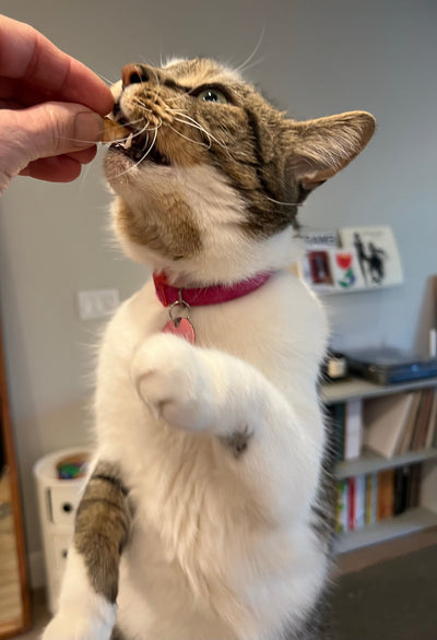 Cat on two legs reaching up for a salmon treat